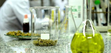 ¿Qué contiene el cannabis medicinal  Más pacientes mandan sus frascos a analizar a las universidades