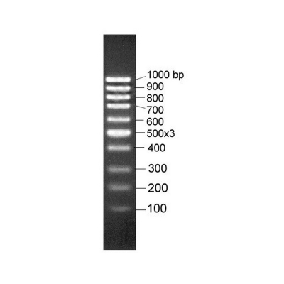 Marcador de Peso Molecular de ADN BioBasic, listo para usar, rango: 100-1000 pb - 300 ul